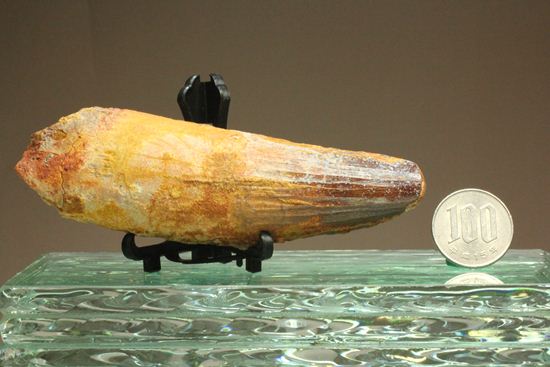 スピノサウルスの巨大歯(10cmオーバ)(その20)