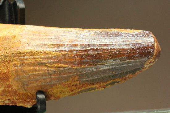 スピノサウルスの巨大歯(10cmオーバ)(その3)