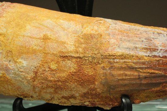 スピノサウルスの巨大歯(10cmオーバ)(その4)