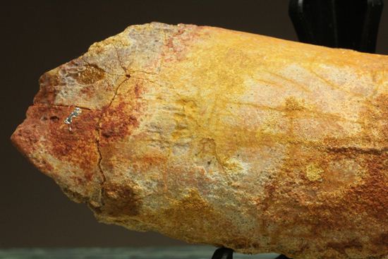 スピノサウルスの巨大歯(10cmオーバ)(その5)