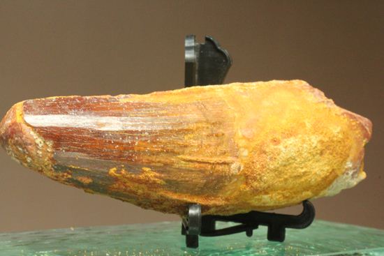スピノサウルスの巨大歯(10cmオーバ)(その6)