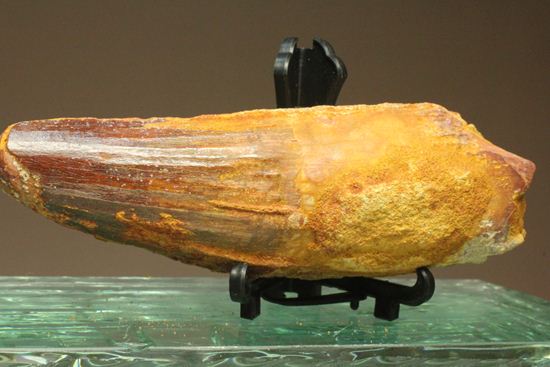 スピノサウルスの巨大歯(10cmオーバ)(その7)