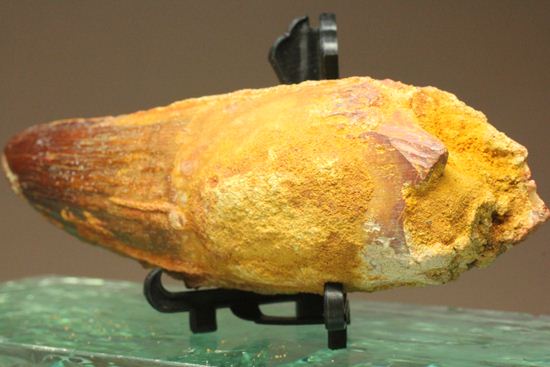 スピノサウルスの巨大歯(10cmオーバ)(その8)