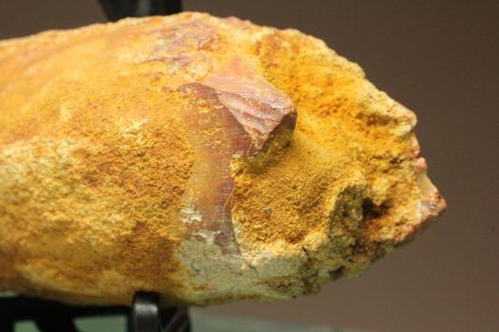 スピノサウルスの巨大歯(10cmオーバ)(その9)