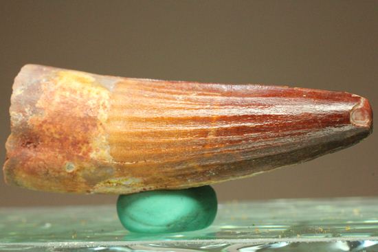 スピノサウルスの美歯(その1)