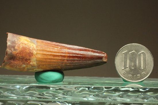 スピノサウルスの美歯(その11)