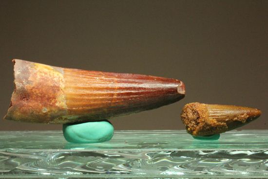 スピノサウルスの美歯(その12)