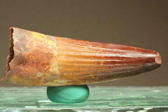 スピノサウルスの美歯(その14)