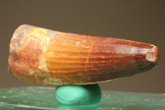 スピノサウルスの美歯(その2)