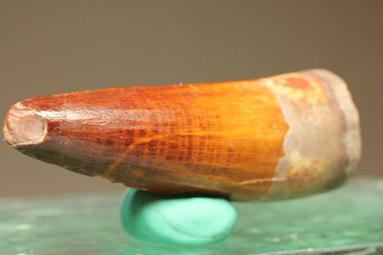 スピノサウルスの美歯(その3)