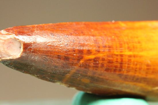 スピノサウルスの美歯(その4)