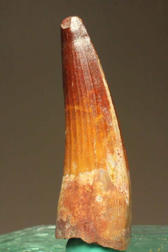 スピノサウルスの美歯(その6)