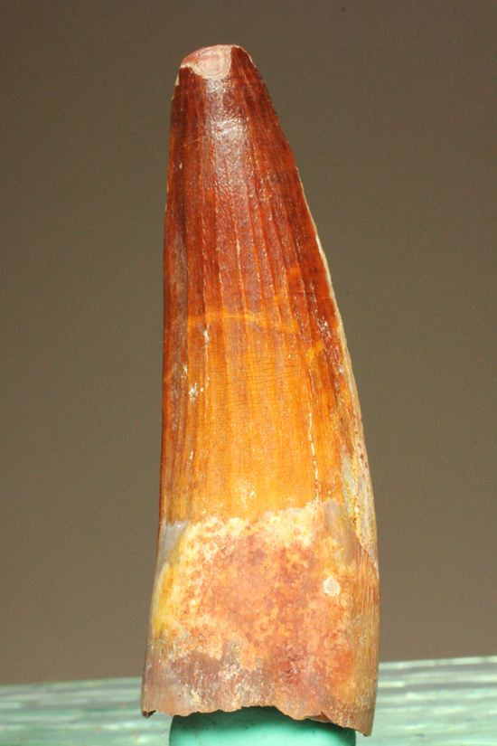 スピノサウルスの美歯(その7)