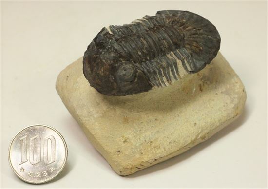 モロッコ産三葉虫スクテラムsp.(その11)