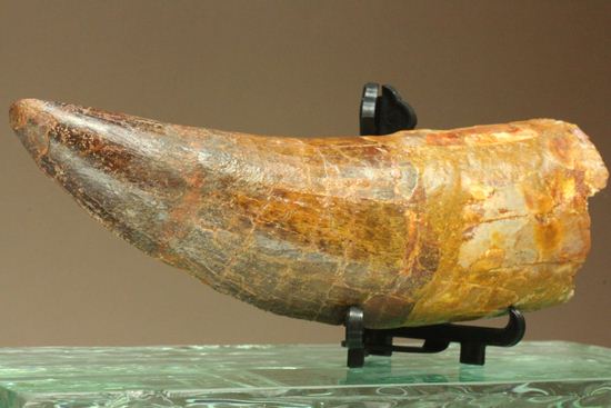 印象的なティロサウルス巨大歯化石 - 白亜紀6cm 100%オリジル