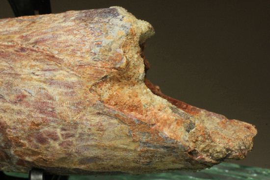 最大周長10cm超！格安！長さ12cmのスピノサウルス巨大歯化石（その17）