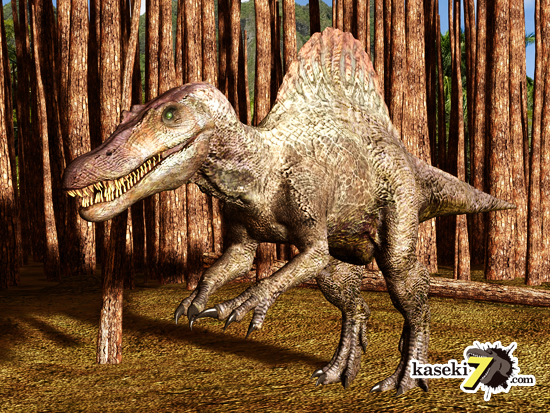 最大周長10cm超！格安！長さ12cmのスピノサウルス巨大歯化石（その2）