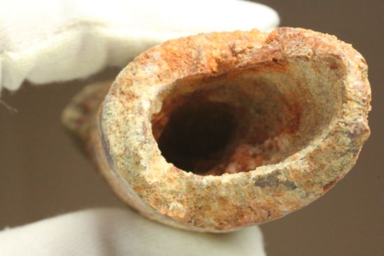 最大周長10cm超!格安!長さ12cmのスピノサウルス巨大歯化石(その4)