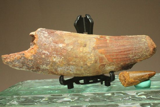 最大周長10cm超!格安!長さ12cmのスピノサウルス巨大歯化石(その6)