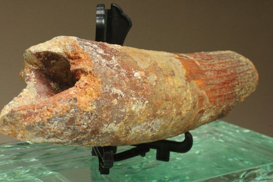 最大周長10cm超!格安!長さ12cmのスピノサウルス巨大歯化石(その9)