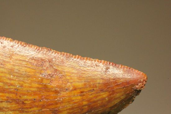 小さいけど、きれい!カルカロドントサウルスの美歯(その16)