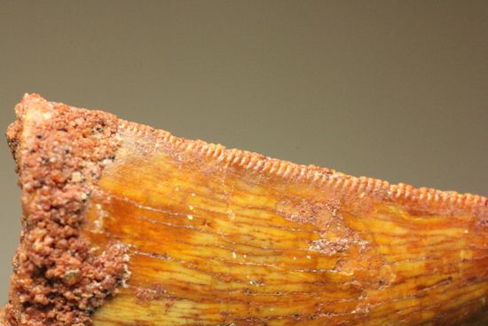 小さいけど、きれい!カルカロドントサウルスの美歯(その17)