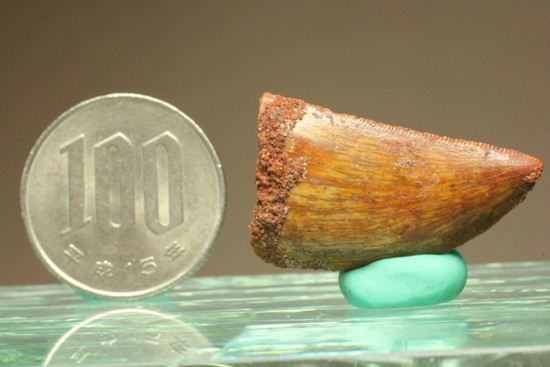 小さいけど、きれい!カルカロドントサウルスの美歯(その8)