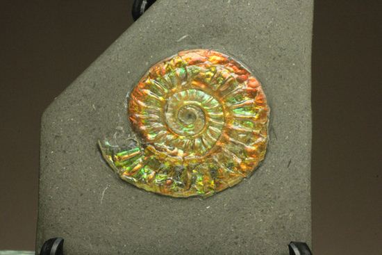 虹色のアンモナイト　化石　美品