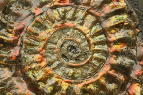 赤系と緑系、2種類の色の変化が楽しめる！カロセラス・ジョンストニ（その11）