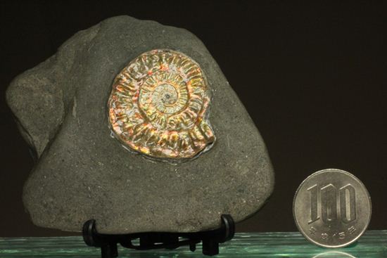 赤系と緑系、2種類の色の変化が楽しめる！カロセラス・ジョンストニ（その9）