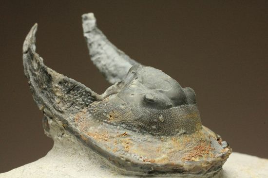 ハーフ3D ブラヒム・タヒリ ラボ作!ハルペス(Harpes perradiatus)(その1)