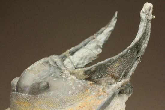 ハーフ3D ブラヒム・タヒリ ラボ作!ハルペス(Harpes perradiatus)(その11)