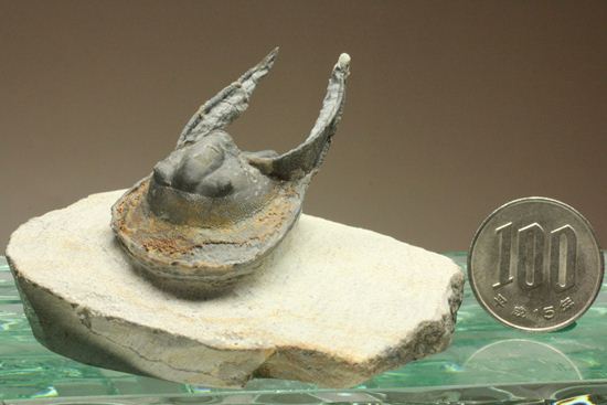 ハーフ3D ブラヒム・タヒリ ラボ作!ハルペス(Harpes perradiatus)(その12)