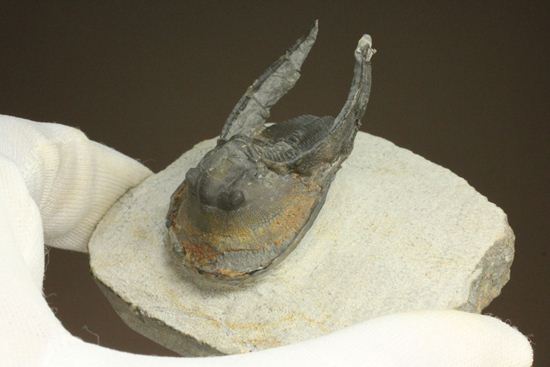 ハーフ3D ブラヒム・タヒリ ラボ作!ハルペス(Harpes perradiatus)(その13)