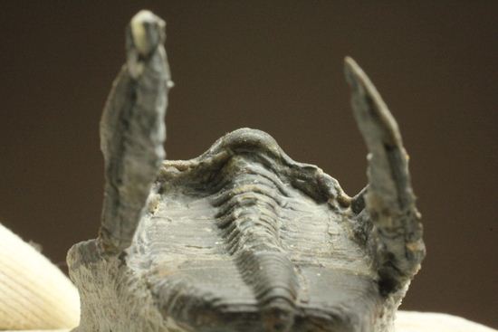 ハーフ3D ブラヒム・タヒリ ラボ作!ハルペス(Harpes perradiatus)(その14)