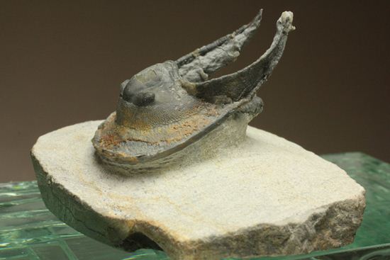 ハーフ3D ブラヒム・タヒリ ラボ作!ハルペス(Harpes perradiatus)(その3)