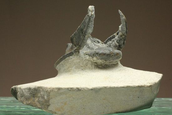 ハーフ3D ブラヒム・タヒリ ラボ作!ハルペス(Harpes perradiatus)(その4)