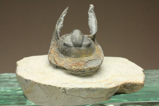 ハーフ3D ブラヒム・タヒリ ラボ作!ハルペス(Harpes perradiatus)(その6)