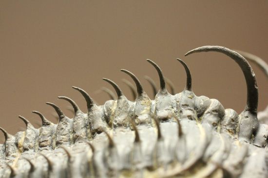 ブラヒム・タヒリLab作！ワリセロプス トライフルカタス（Walliserops Trifurcatus）（その10）