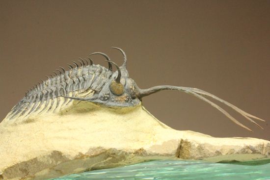 ブラヒム・タヒリLab作！ワリセロプス トライフルカタス（Walliserops Trifurcatus）（その4）