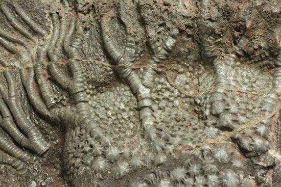 古代の海の流れを感じられる巨大・エレガントなウミユリ（Scyphocrinus elegans）化石標本（その11）