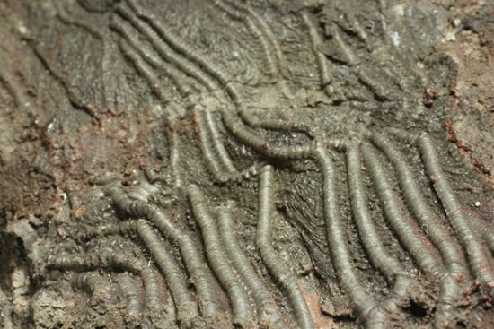 古代の海の流れを感じられる巨大・エレガントなウミユリ（Scyphocrinus elegans）化石標本（その12）