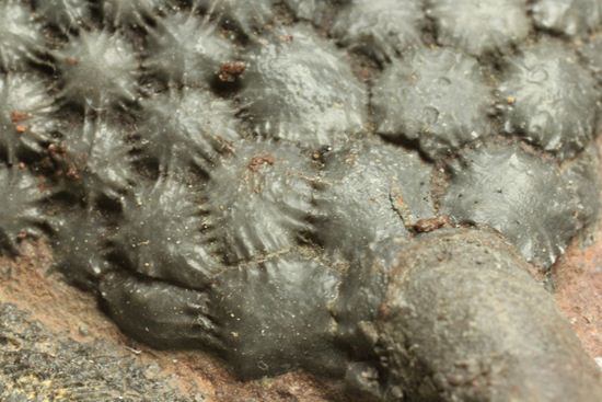 古代の海の流れを感じられる巨大・エレガントなウミユリ（Scyphocrinus elegans）化石標本（その15）