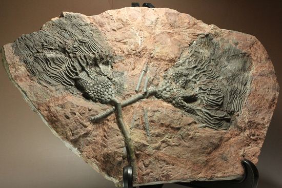 古代の海の流れを感じられる巨大・エレガントなウミユリ（Scyphocrinus elegans）化石標本（その18）