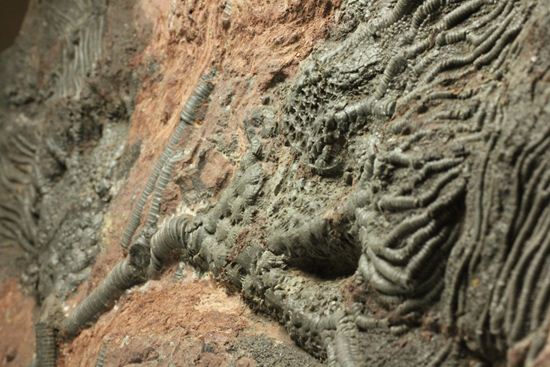 古代の海の流れを感じられる巨大・エレガントなウミユリ（Scyphocrinus elegans）化石標本（その3）
