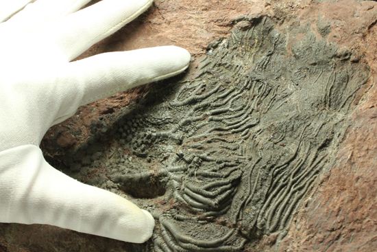 古代の海の流れを感じられる巨大・エレガントなウミユリ（Scyphocrinus elegans）化石標本（その4）