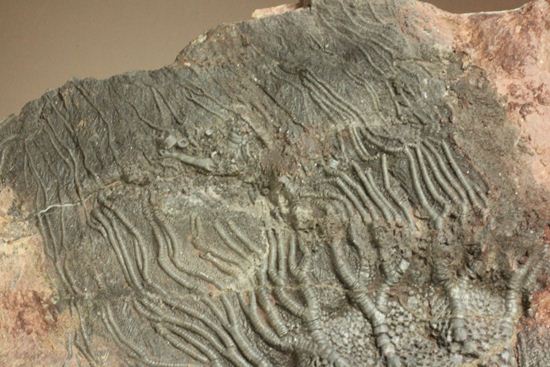 古代の海の流れを感じられる巨大・エレガントなウミユリ（Scyphocrinus elegans）化石標本（その6）