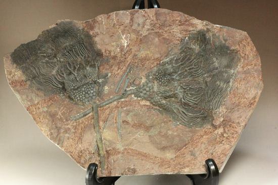 古代の海の流れを感じられる巨大・エレガントなウミユリ