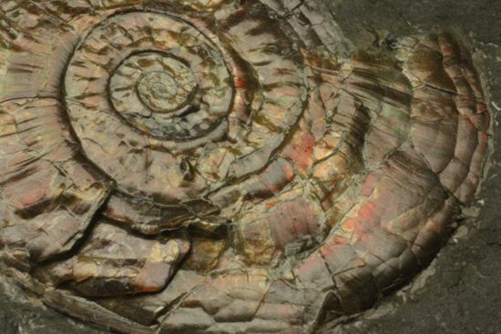 シックな色調！イギリス産虹色アンモナイトことフィロセラス（その11）
