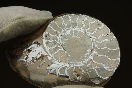 鑑賞用とキーホルダーが同時に楽しめる！でっかいカットアンモナイト（その12）